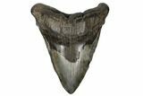 Fossil Megalodon Tooth - Huge Meg Tooth #182700-1